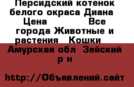 Персидский котенок белого окраса Диана › Цена ­ 40 000 - Все города Животные и растения » Кошки   . Амурская обл.,Зейский р-н